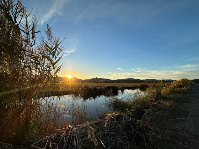 Imagen: La Marjal Pego-Oliva, donde el agua ligeramente salobre condiciona qué variedades de arroz pueden cultivarse