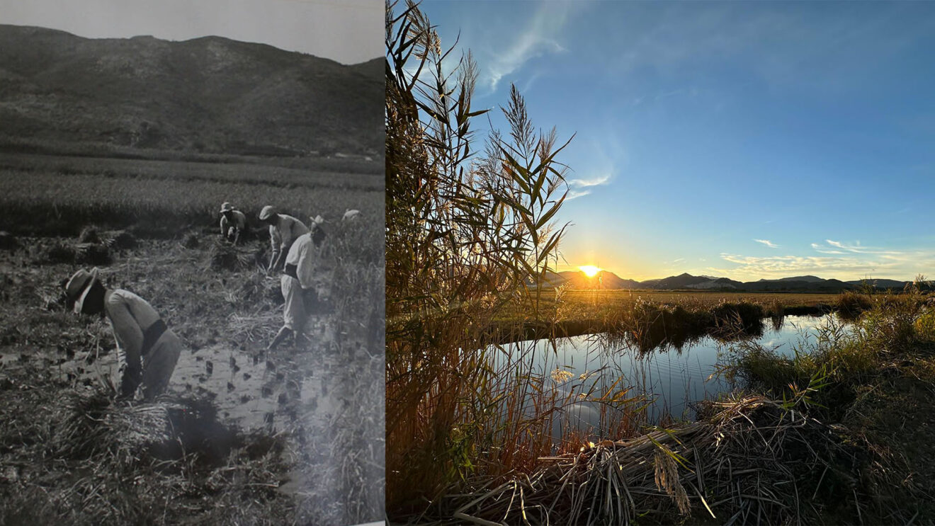 la marjal pego oliva donde el agua ligeramente salobre condiciona que variedades de arroz pueden cultivarse y el cultivo del arroz pegolino