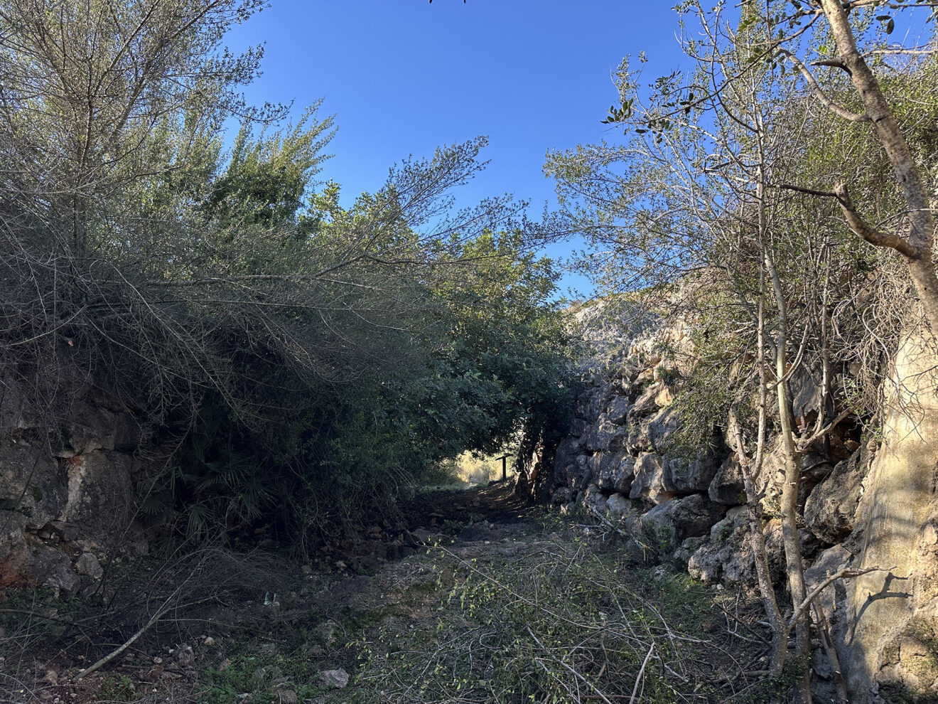 Perspectiva del Colló del Bou, a la derecha, donde termina la zona de huertos de cítricos de El Verger