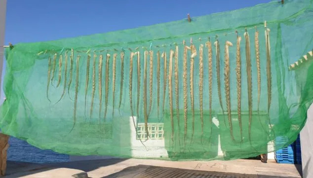 Diego Mena: "El mar es nuestra despensa principal y no hace falta ir a buscar nada fuera" 1 Imagen: Tradición marinera del pulpo secándose al sol en la costa de Dénia