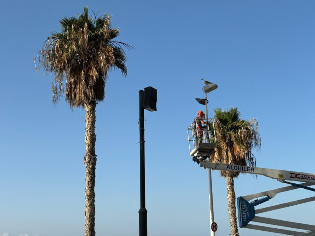 Imagen: Poda de palmeras en Calp