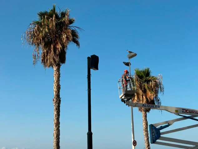 Álex Coca (Calp): «No trabajamos con prisas cuando llega el verano, sino con una planificación anual» 2 Imagen: Poda de palmeras en Calp