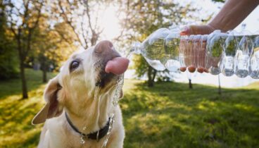 Adiós golpes de calor