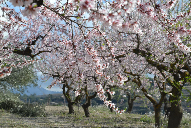 La cereza se paga hasta 25 veces más que la col: los cultivos mejor y peor pagados en la Marina Alta 3 Imagen: Almendros en flor en La Vall de Gallinera