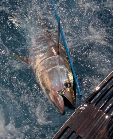 Atún pescado