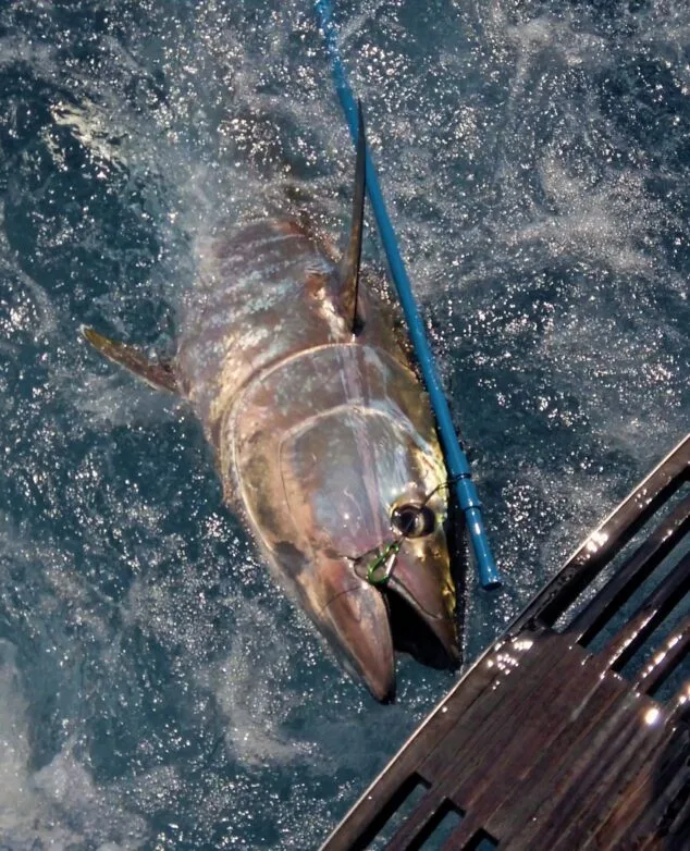 Imagen: Atún pescado