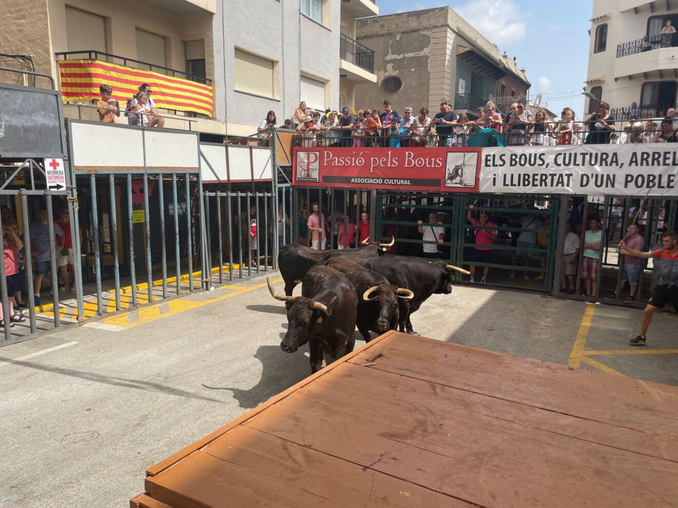 Festejo de 'bous al carrer' en la Comunitat Valenciana