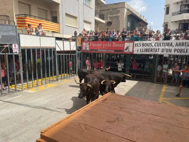 Cambios en los «bous al carrer»: nuevo reglamento del Consell con más seguridad y prohibiciones 1 Imagen: Toros en un recinto de 'bous al carrer' con público en balcones y barreras.