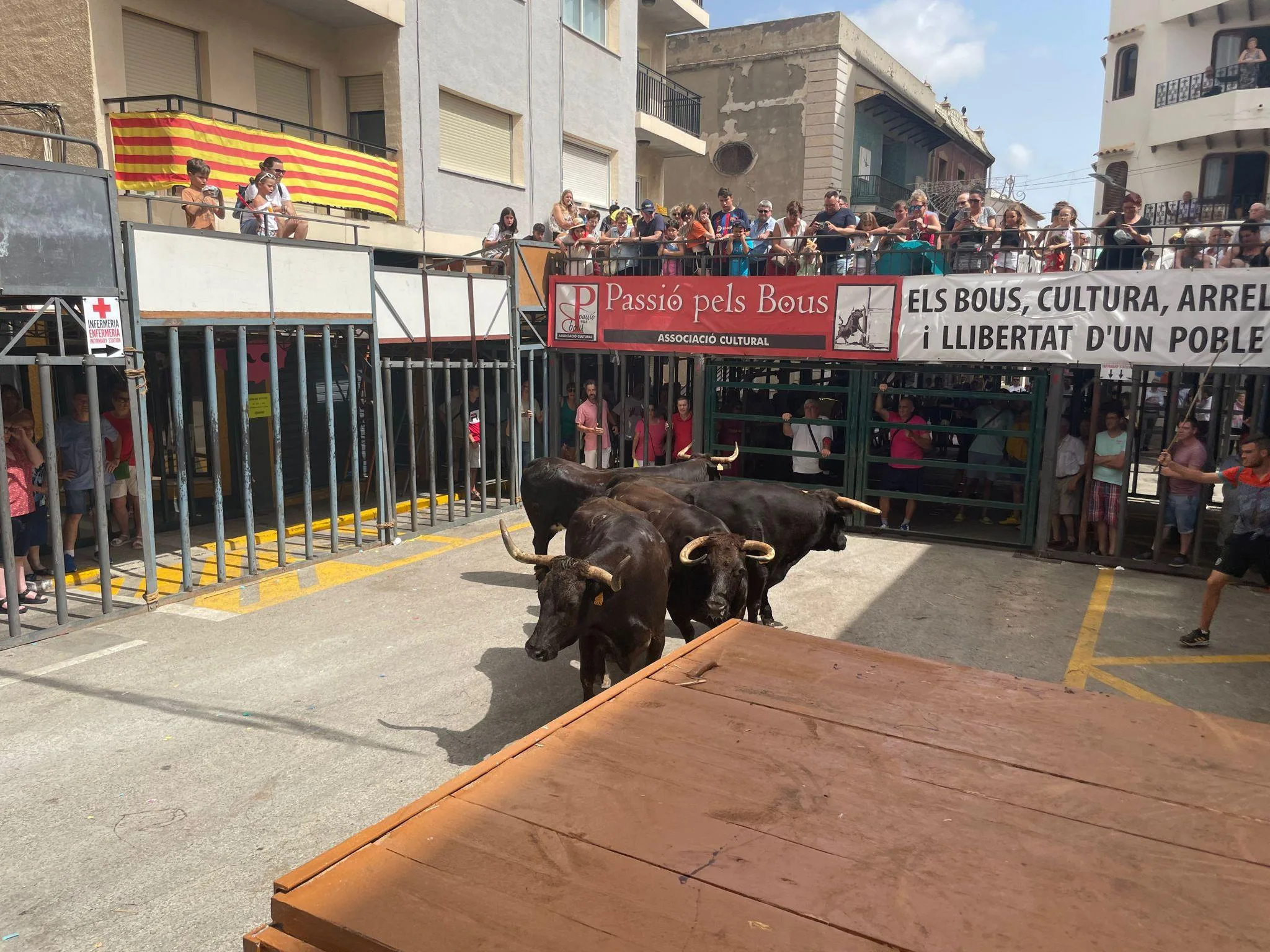 Toros en un recinto de 'bous al carrer' con público en balcones y barreras.