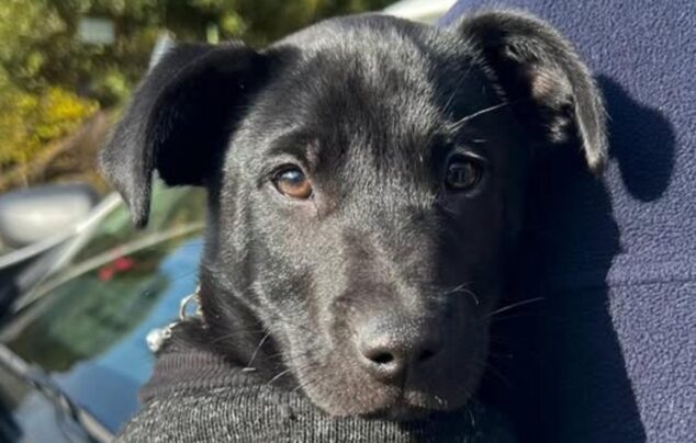 Imagen: Primer plano de un cachorro negro con un jersey gris siendo sostenido por una persona.