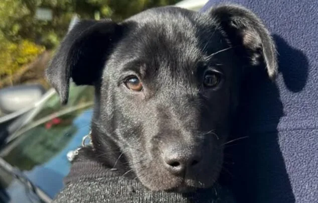 Imagen: Primer plano de un cachorro negro con un jersey gris siendo sostenido por una persona.