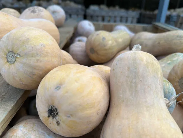 La cereza se paga hasta 25 veces más que la col: los cultivos mejor y peor pagados en la Marina Alta 5 Imagen: Calabazas de Viveros Parra