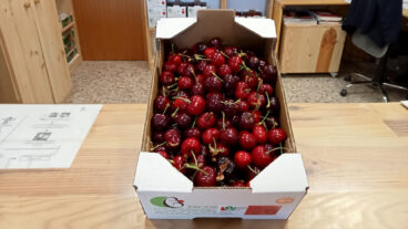 Cerezas de la Montaña de Alicante de la coopetariva de la Vall de Gallinera este 2024