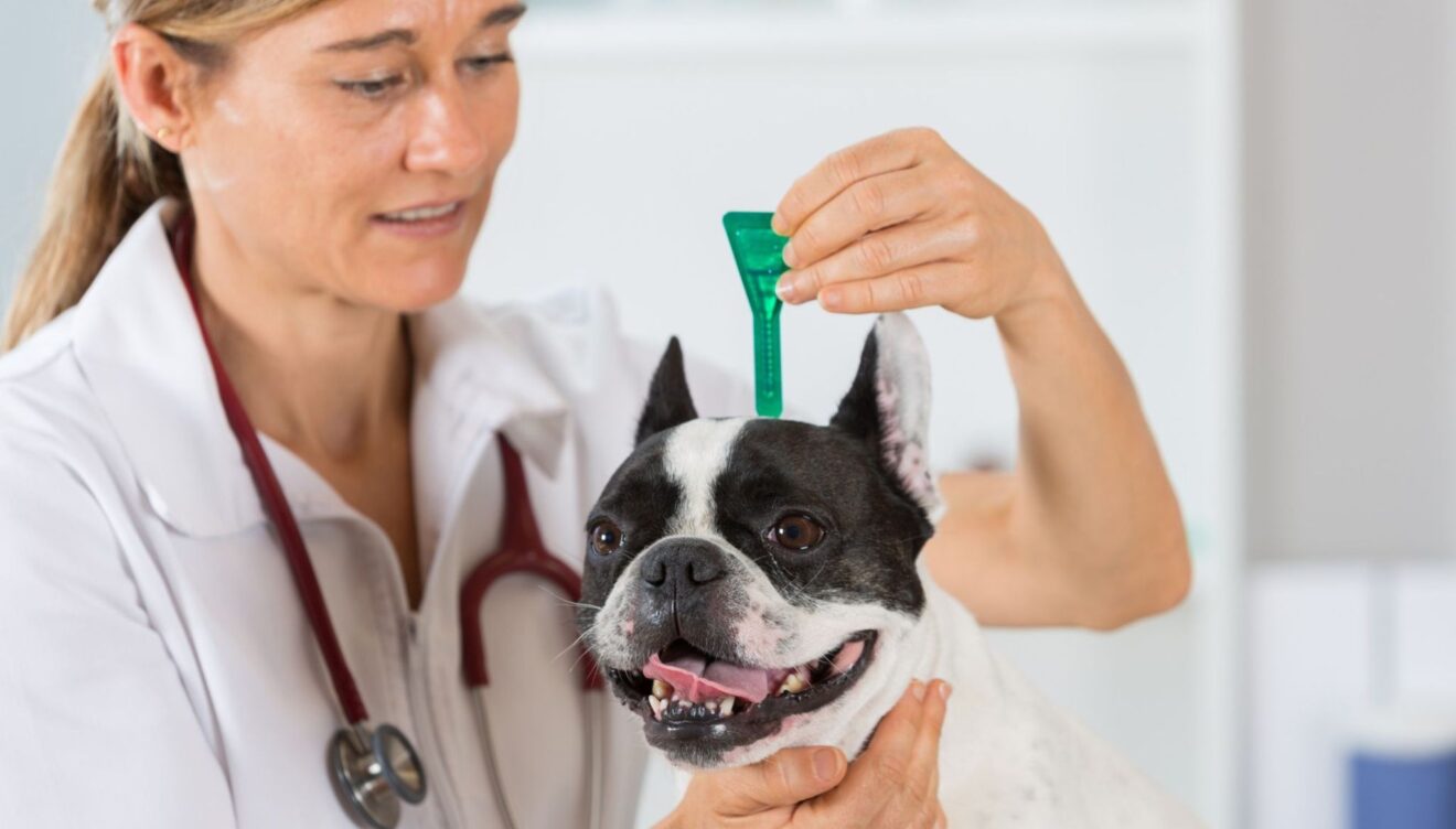 Clínica Veterinaria Dénia, expertos en cuidados animales