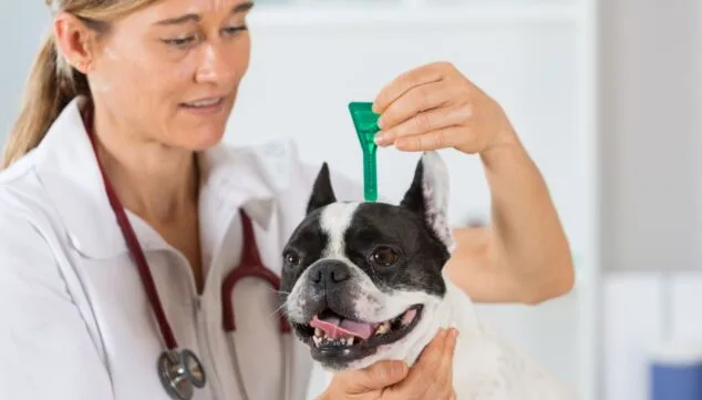 ¿Cómo de preparada está tu mascota para los días más calurosos del año? Consejos para un verano seguro 15 clinica veterinaria denia expertos en cuidados animales