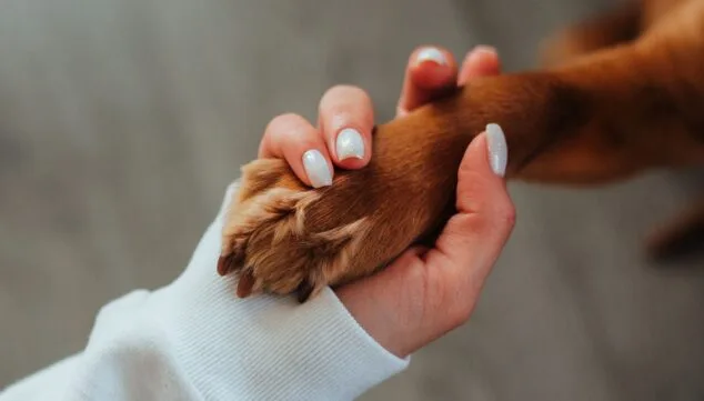 ¿Cómo de preparada está tu mascota para los días más calurosos del año? Consejos para un verano seguro 10 comprueba la temperatura del asfalto antes de salir