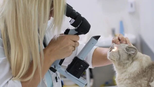 ¿Cómo de preparada está tu mascota para los días más calurosos del año? Consejos para un verano seguro 16 confia a tu mascota a este equipo de expertos