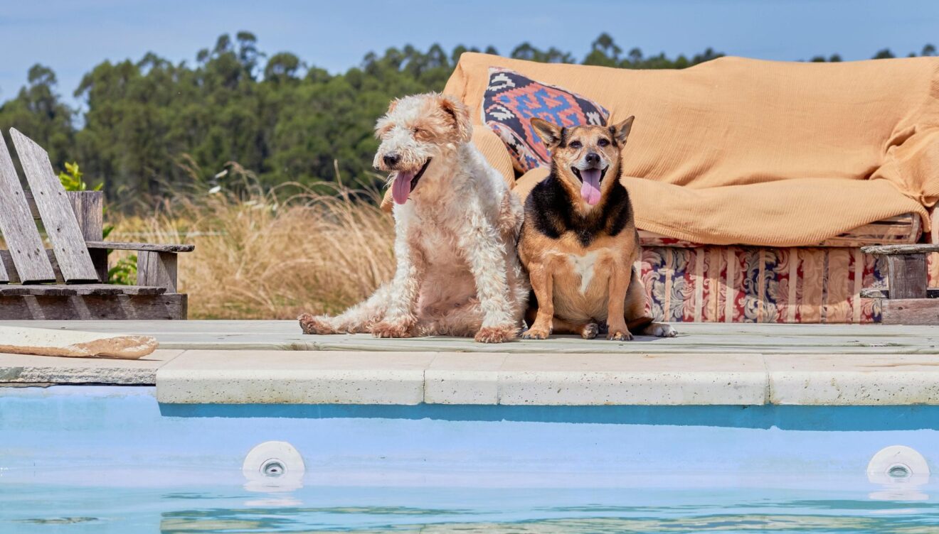 Confía el bienestar de tus peluditos a Pèls & Go