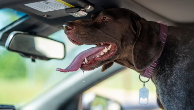 cuidado con tu mascota y las altas temperaturas