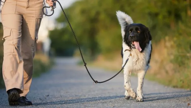 ¿Cómo de preparada está tu mascota para los días más calurosos del año? Consejos para un verano seguro 11 deja los paseos para las primeras horas de la manana y ultimas de la tarde