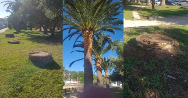 Imagen: Imagen que muestra los tocones de palmeras taladas que denunciada EME Teulada Moraira