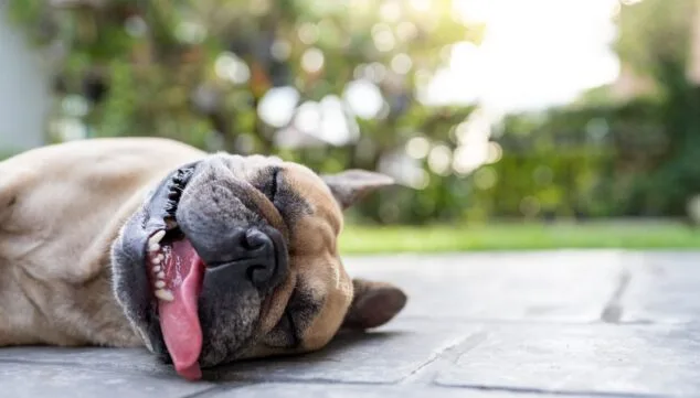 ¿Cómo de preparada está tu mascota para los días más calurosos del año? Consejos para un verano seguro 3 el jadeo excesivo es un signo de golpe de calor