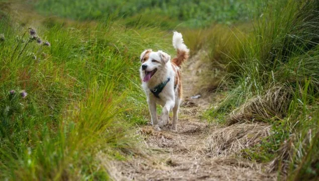 ¿Cómo de preparada está tu mascota para los días más calurosos del año? Consejos para un verano seguro 9 evita los paseos en las maximas horas de luz