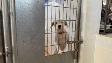 falco en apad denia esperando ser adoptado archivo