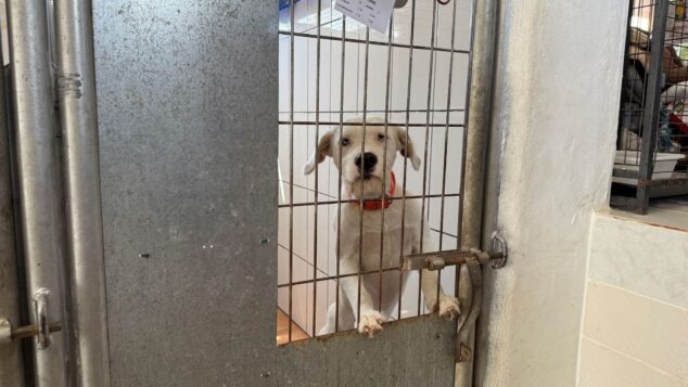 Imagen: Falco en APAD Dénia esperando ser adoptado (archivo)