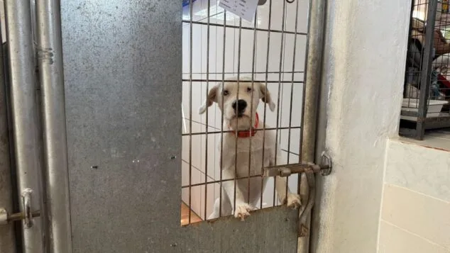 falco en apad denia esperando ser adoptado archivo