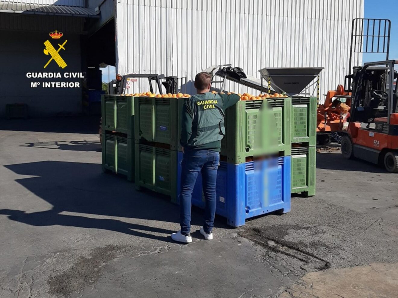 Agente de la Guardia Civil inspecciona naranjas incautadas