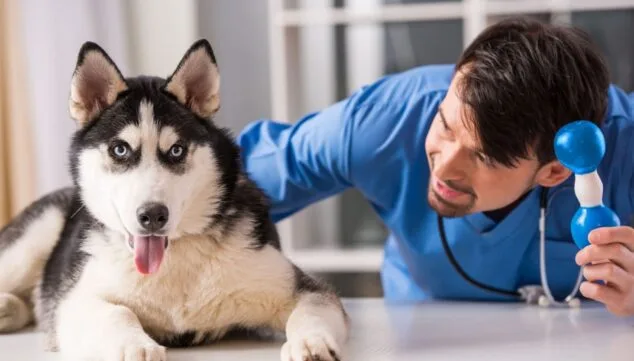 ¿Cómo de preparada está tu mascota para los días más calurosos del año? Consejos para un verano seguro 17 la salud de tu mascota es su prioridad