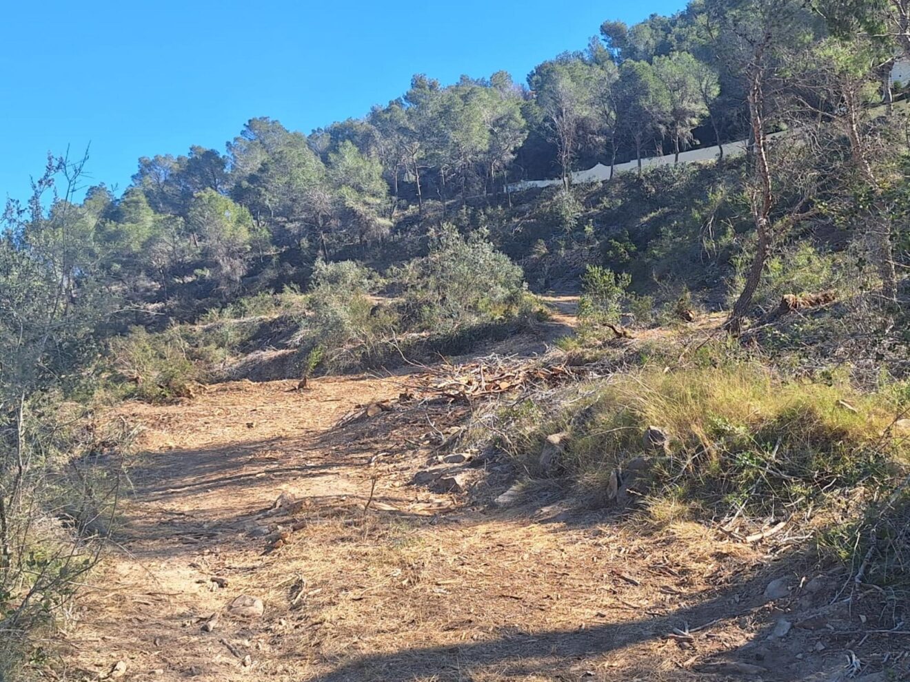 Trabajos de mejora forestal en la Empedrola, Calp