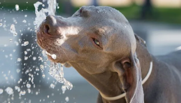 ¿Cómo de preparada está tu mascota para los días más calurosos del año? Consejos para un verano seguro 7 lleva siempra agua fresca contigo