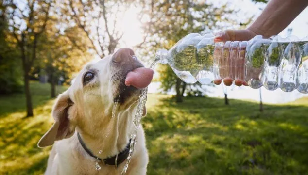 ¿Cómo de preparada está tu mascota para los días más calurosos del año? Consejos para un verano seguro 6 manten a tu mascota bien hidratada