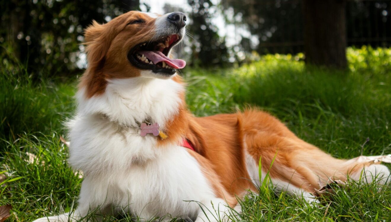 Mantén a tu mascota sana con el aumento de temperaturas