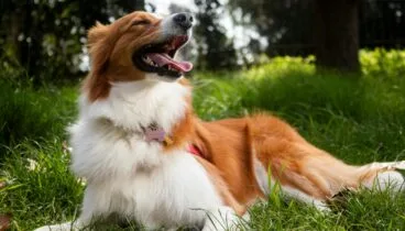manten a tu mascota sana con el aumento de temperaturas
