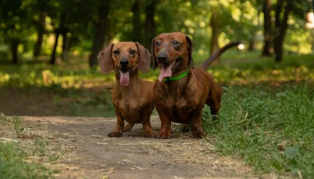 ¿Cómo de preparada está tu mascota para los días más calurosos del año? Consejos para un verano seguro 4 manten a tus mascotas alejadas del sol estival