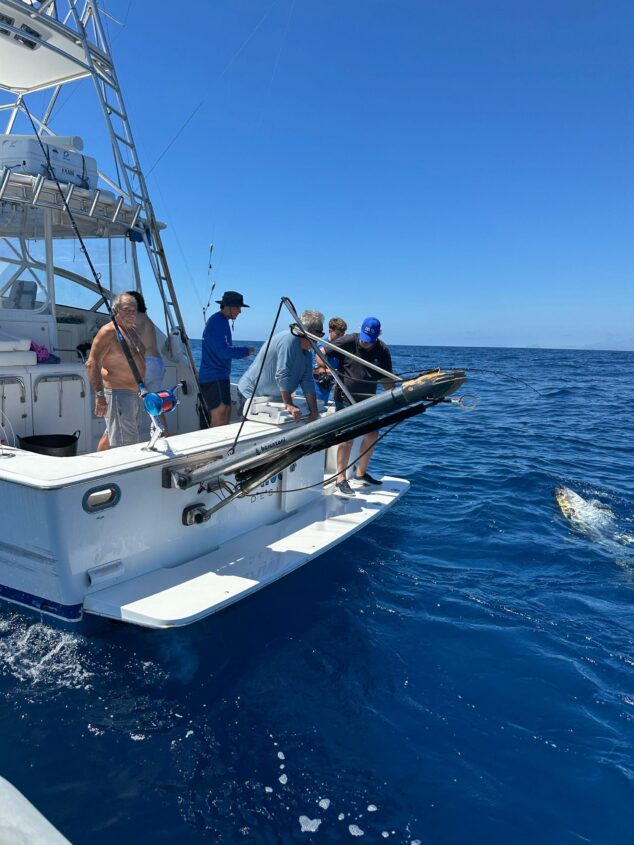 El secreto detrás del récord de atunes marcados en el Mediterráneo está en Moraira 1 Imagen: Marcaje de un atún rojo desde un barco en las jornadas Colosos del Mediterráneo
