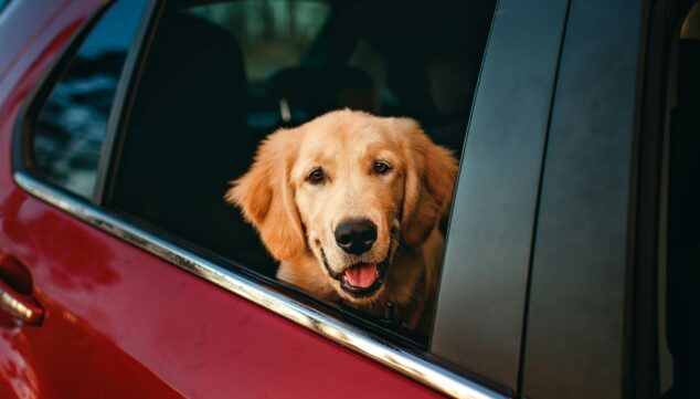 no dejes a tus mascotas dentro del coche