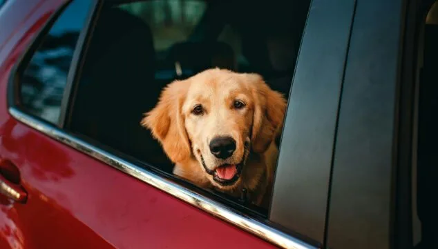 no dejes a tus mascotas dentro del coche