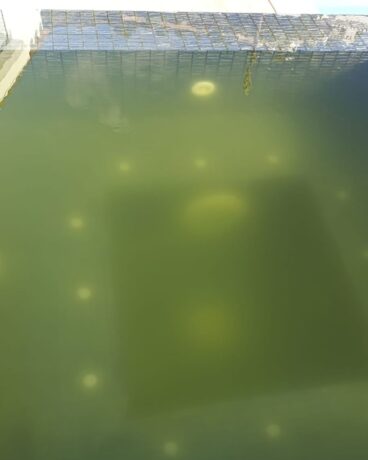 Piscina con el agua turbia