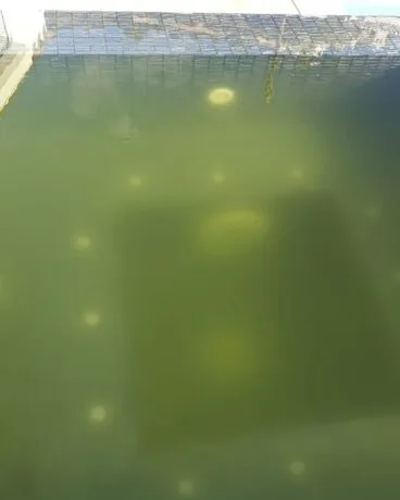 Piscina con el agua turbia
