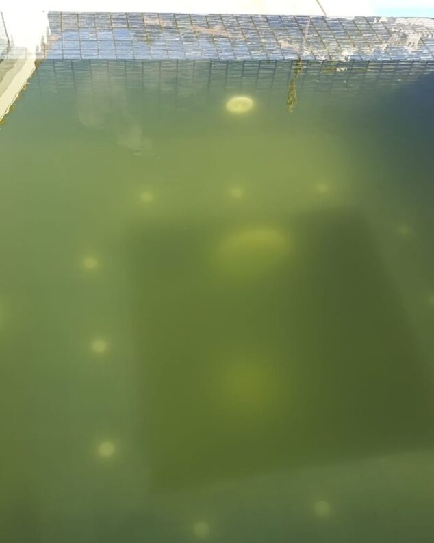 piscina con el agua turbia