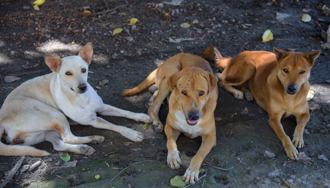Poner a tu perro a la sombra puede evitar golpes de calor