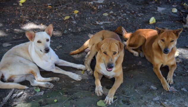 poner a tu perro a la sombra puede evitar golpes de calor
