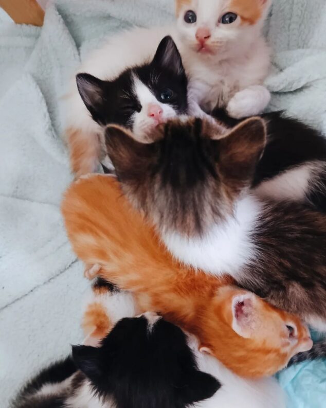 proteccion para la piel de gatitos