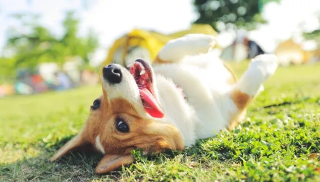 ¿Cómo de preparada está tu mascota para los días más calurosos del año? Consejos para un verano seguro 2 protege a tu mascota del calor fuerte