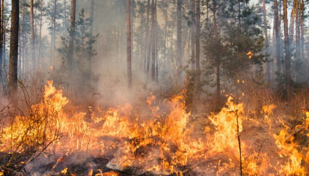 Más de 1.600 efectivos y medios aéreos: el plan de la Generalitat contra los incendios forestales 5 Imagen: Riesgo de incendio con la subida de las temperaturas
