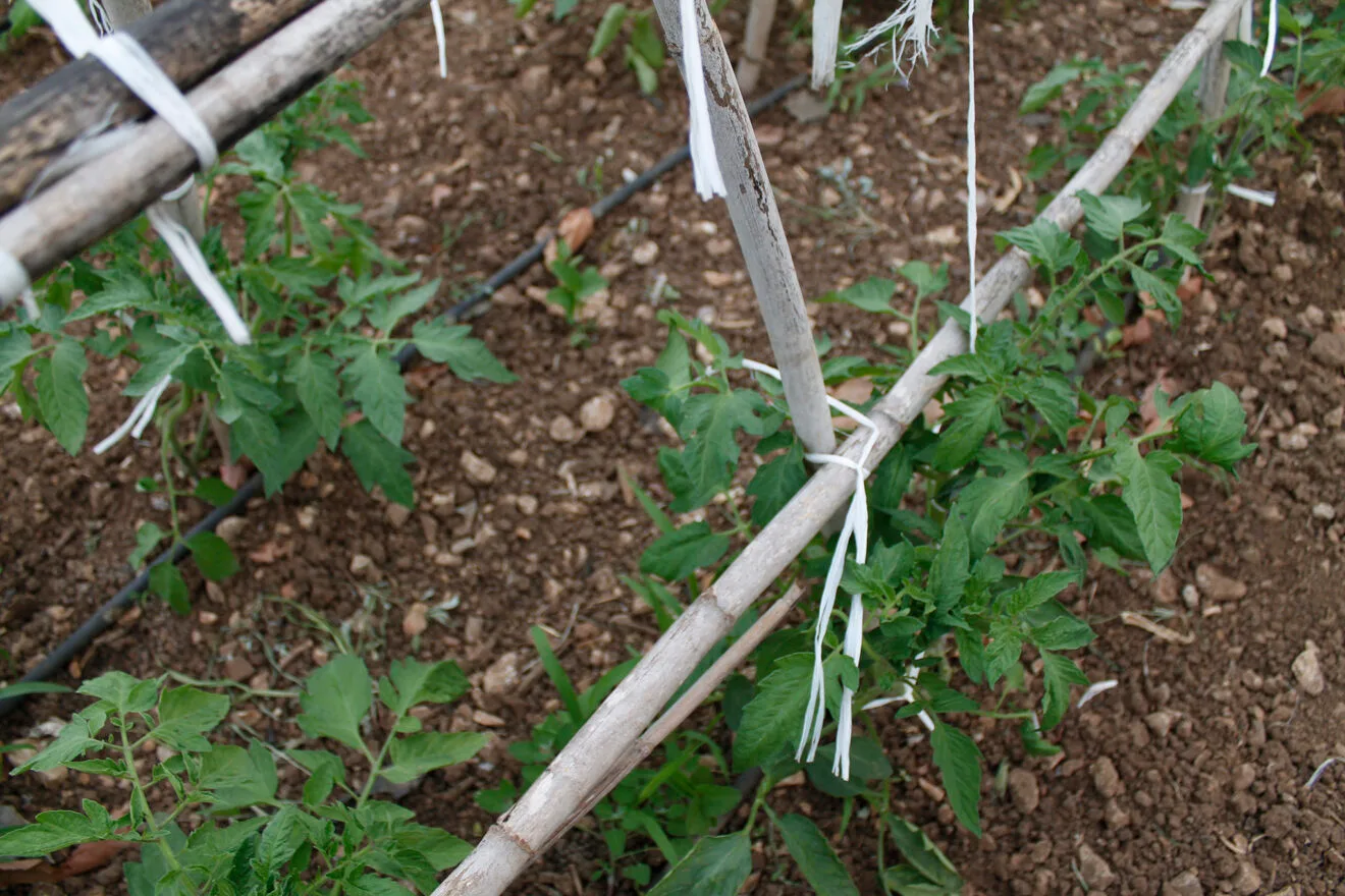 Tomatera cultivada en la Marina Alta